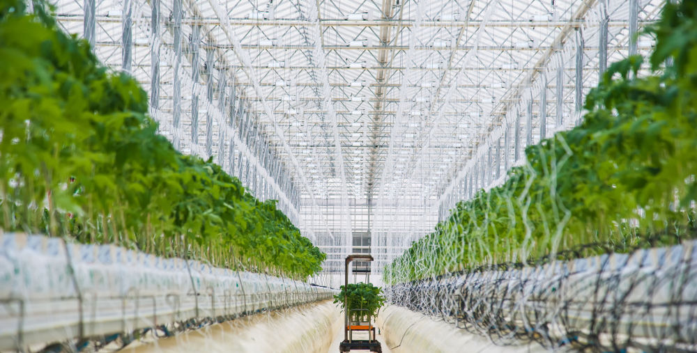 svietidlo na podporu rastu rastlín- horticulture led light for greenhouses